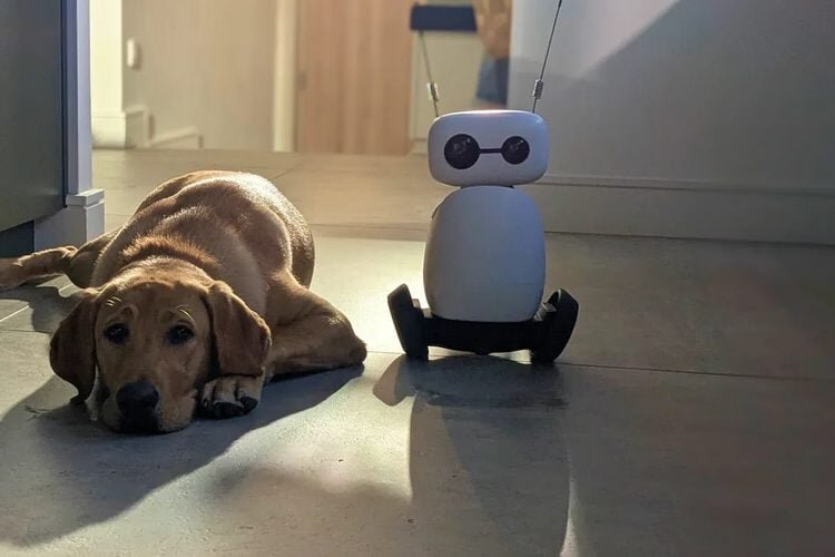 Reachy Mini robot on its wheeled base sitting next to a dog on a floor